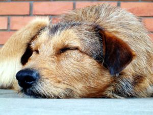 Wie viel Schlaf braucht ein Hund?