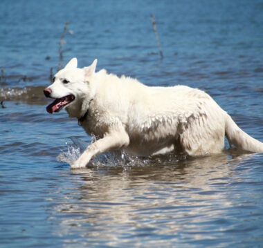 Weißer Schäferhund im Wasser