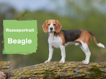 Rasseportrait Beagle